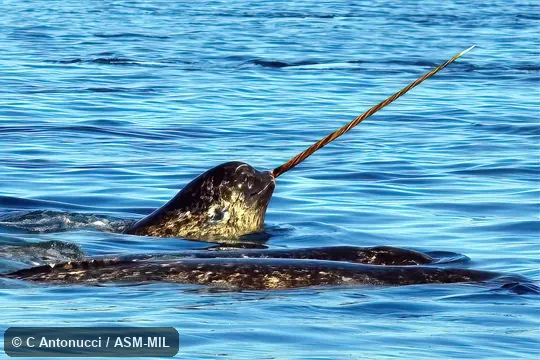 Formerly in order Cetacea.  Also as Horned Whale, Sea Unicorn, Unicorn Whale.