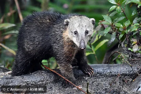 Also as Dwarf Coati. Formerly Nasuella olivacea. Also as Dwarf Coati. Formerly Nasuella olivacea.