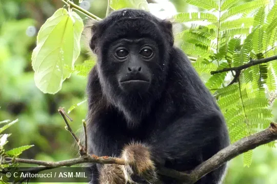Also as Red-handed Howler|Red-handed Howling Monkey.