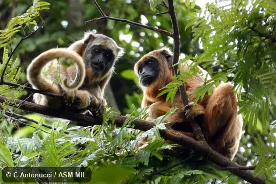 Also as Red-handed Howler, Red-handed Howling Monkey.