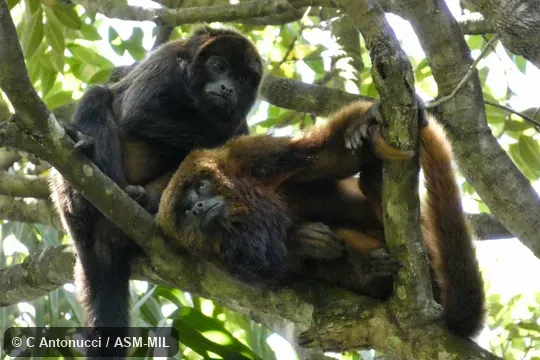 Also as Brown HowlerMonkey, Brown Howling Monkey.