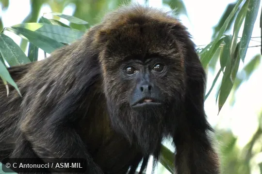 Also as Brown HowlerMonkey, Brown Howling Monkey.