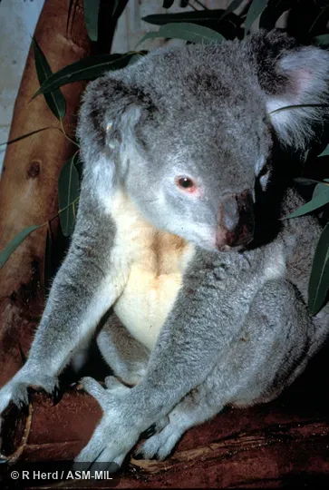 Front view of adult male showing hand.  Also as Koala Bear, Monkey Bear, Native Bear.