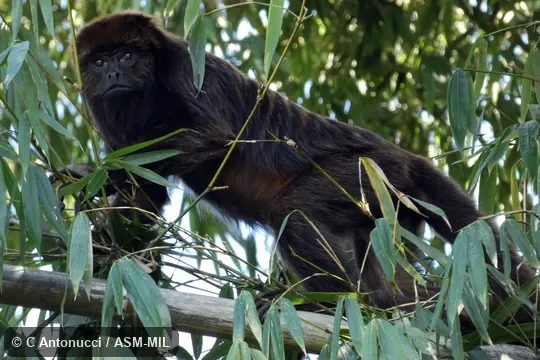 Also as Brown HowlerMonkey, Brown Howling Monkey.