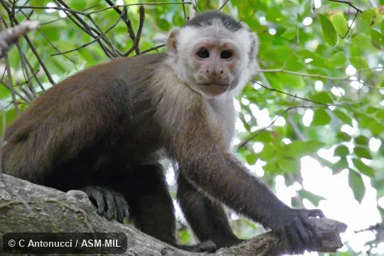Formerly Cebus albifrons versicolor, White-fronted Capuchin or Cebus malitiosus, Santa Marta White-fronted Capuchin.