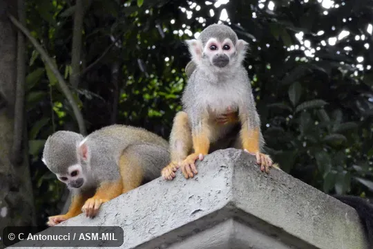 Formerly Saimiri sciureus sciureus, Common Squirrel Monkey.