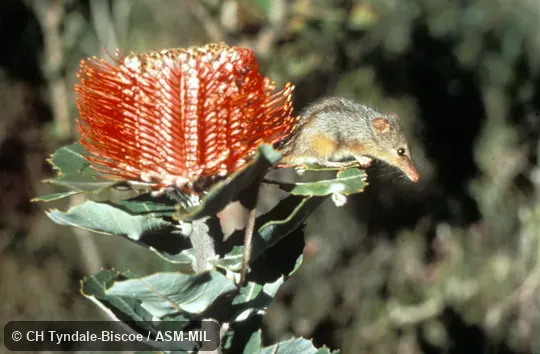 Side view, next to large flower.  Also as Noolbenger|Honey Mouse.