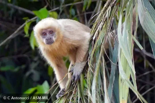Also as Blonde Capuchin|Marcgrave's Capuchin.