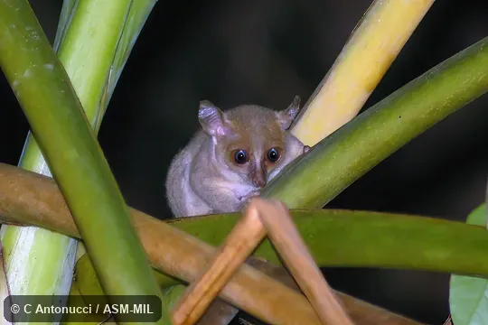Formerly Galago thomasi.  Also as Thomas's Bushbaby|Thomas's Dwarf Bushbaby|Thomas's Galago.