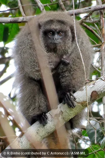 Also as Black-handed Titi|Coastal Black-handed Titi|Southern Bahian Masked Titi.