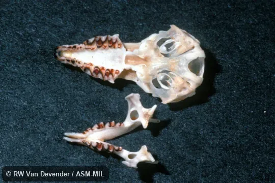 Ventral view of skull, dorsal view of lower jaw.  Formerly Soricomorpha.  Also as Carolina Short-eared Shrew.