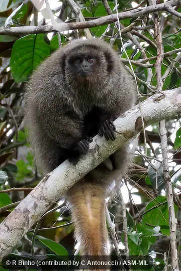Also as Black-handed Titi, Coastal Black-handed Titi, Southern Bahian Masked Titi.