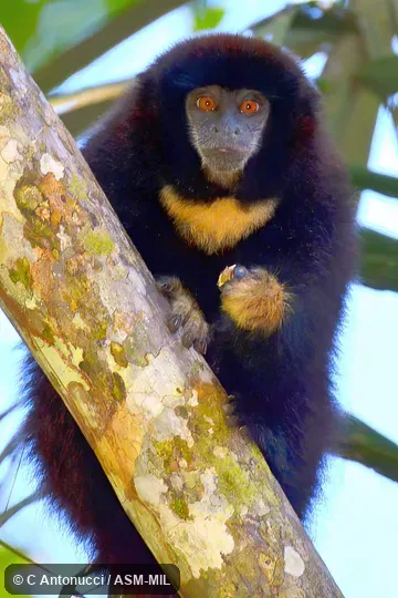 Formerly Callicebus lucifer.  Also as Lucifer Titi|Rufous-tailed Collared Titi|Yellow-handed Titi Monkey.