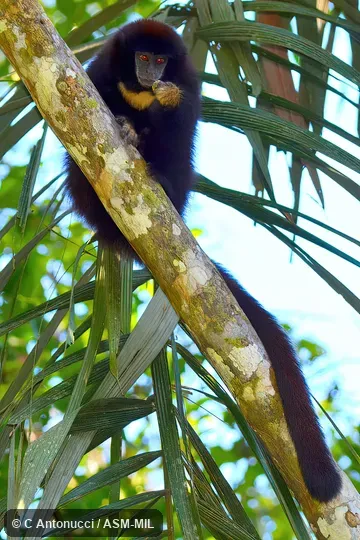 Formerly Callicebus lucifer.  Also as Lucifer Titi, Rufous-tailed Collared Titi, Yellow-handed Titi Monkey.