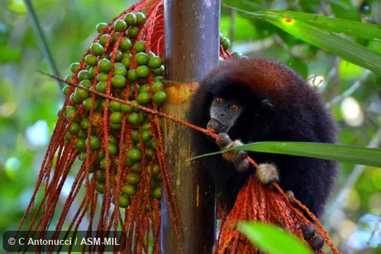 Formerly Callicebus lucifer.  Also as Lucifer Titi, Rufous-tailed Collared Titi, Yellow-handed Titi Monkey.