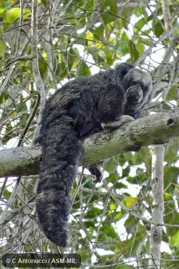 Formerly part of Pithecia monachus monachus, Monk Saki.