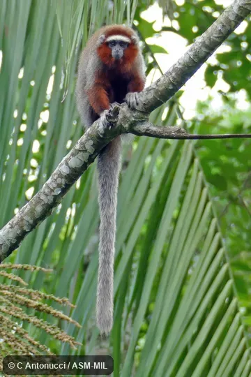 Formerly Callicebus ornatus.  Also as Ornate Titi Monkey.