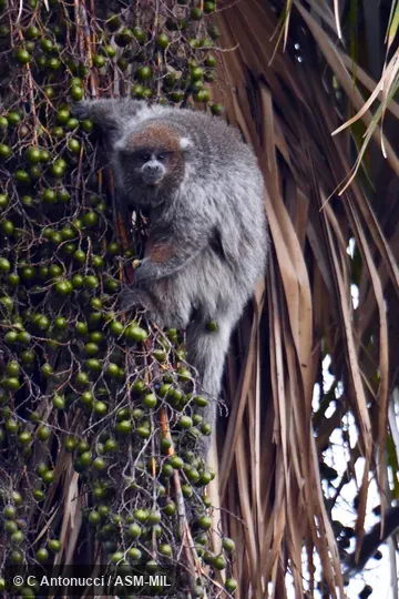Formerly Callicebus pallescens.  Also as Chacoan Titi Monkey|Paraguayan Gray Titi|White-coated Titi.