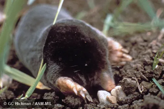 Close-up of head.  Formerly Soricomorpha.  Also as Common Mole|Mole.