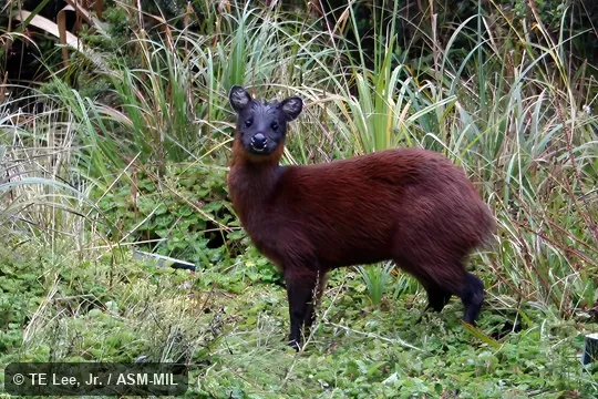 Formerly Mazama rufina.  Also as Ecuador Red Brocket · Little Red Brocket · Swamp Brocket · Mérida Brocket.  Image in Mammalian Species 1016.