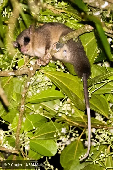 First record from Panama