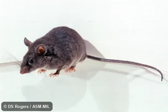 Captured at México, CHIS, Pozo de Petróleo, 11 km northwest (by road) Berriozábal, La Pera Conservation Area and photographed in captivity.  MVZ 161246.