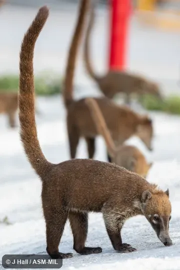 Nasua narica nelsoni.  Also as Coatimundi.