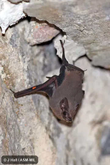 Also as Peters's Sac-winged Bat.