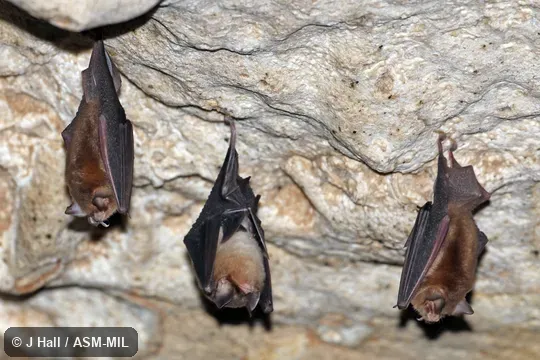 Formerly Natalus stramineus mexicanus.  Also as Mexican Greater Funnel-eared Bat.