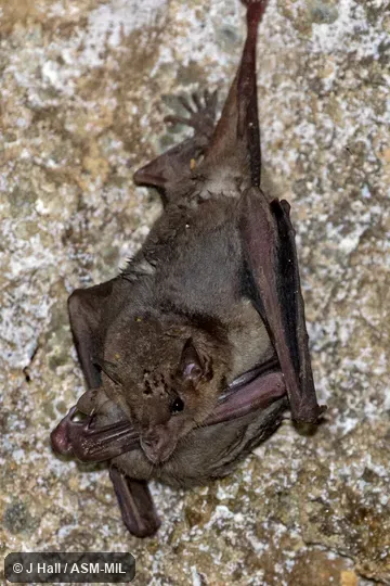 Female and young.  Also as Mexican Long-nosed Bat.