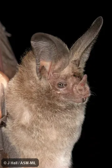 Macrotus waterhousii bulleri