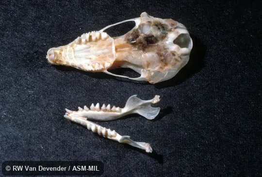 Ventral view of skull, dorsal view of lower jaw.  Formerly Soricomorpha.