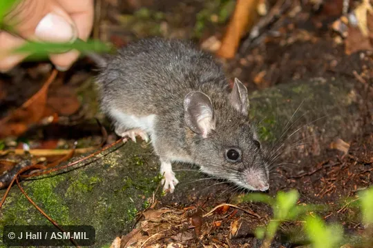 Also as Nelson's Giant Deer Mouse.