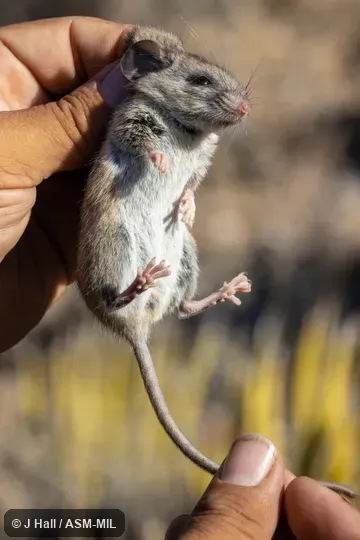 Neotoma goldmani image