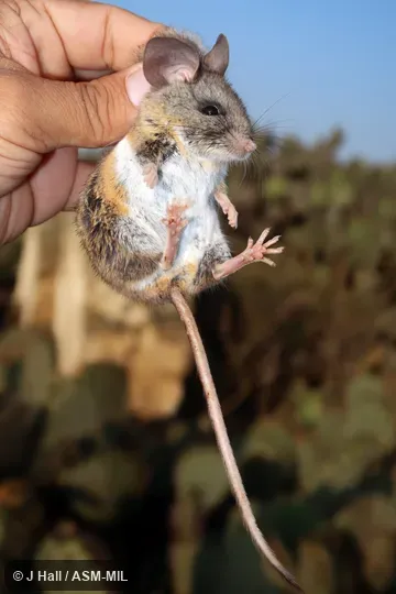 Formerly Peromyscus difficilis amplus, Southern Rock Deermouse.