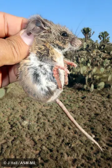 Also as Perote Mouse.