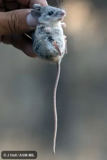 Also as Hooper's Mouse.