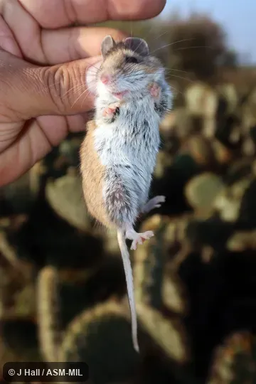 Formerly Peromyscus maniculatus fulvus, North American Deermouse.