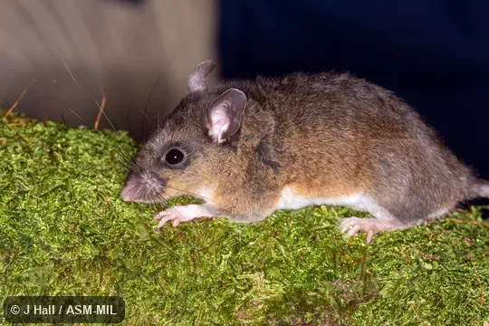 Formerly Peromyscus mexicanus totontepecus, Mexican Deermouse.  Recently elevated to species status.