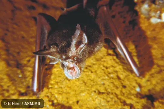 Close-up of head of month-old bat.  Also as Smaller Horseshoe Bat.