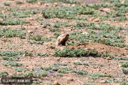 Also as Fulvous Pocket Gopher. Also as Fulvous Pocket Gopher.