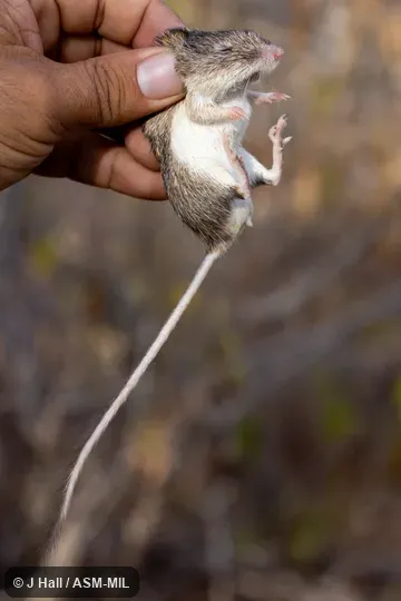 Chaetodipus ammophilus dalquesti.  Formerly Chaetodipus arenarius dalquesti, Little Desert Pocket Mouse.