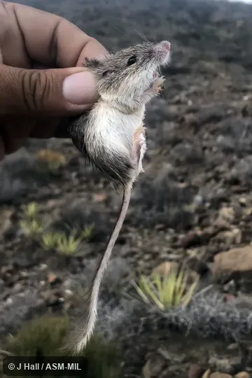 Also as Nelson's Pocket Mouse.