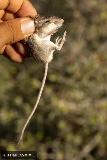 Formerly Chaetodipus arenarius siccus, Little Desert Pocket Mouse.