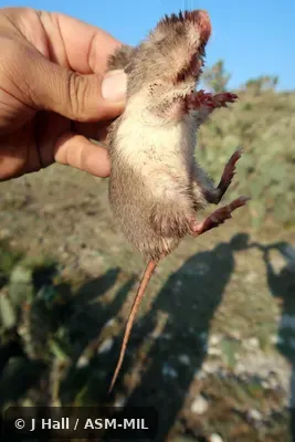 Formerly Liomys irroratus.