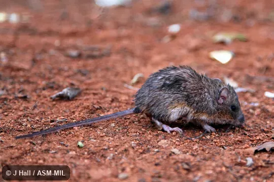 Formerly Liomys pictus.