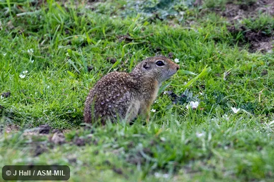 Formerly Spermophilus (Ictidomys) mexicanus mexicanus, Mexican Ground Squirrel.