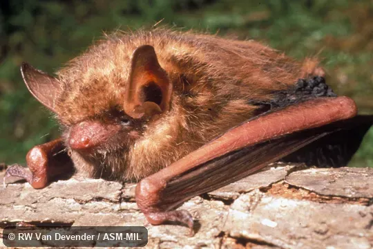 Close-up view on tree trunk. Formerly Pipistrellus subflavus, Eastern Pipistrelle.