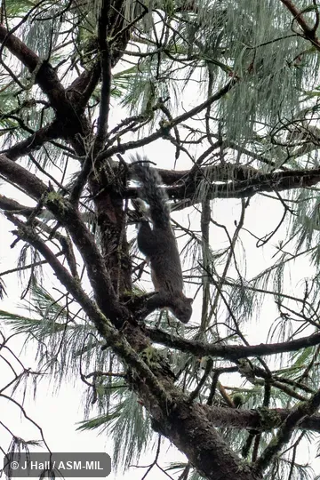 Also as Parasciurus oculatus.