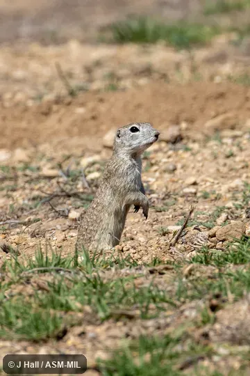Formerly Spermophilus (Ictidomys) perotensis.